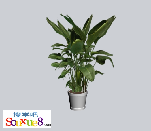 3DsMax2013中文版使用透空贴图模拟三维的植物效果实例3D教程